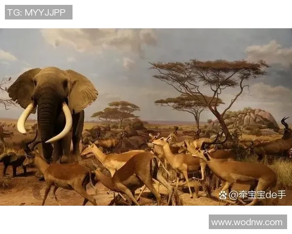 探索玉昆卡约的神秘魅力与自然风光，感受古老文化的独特韵味与现代生活的交融